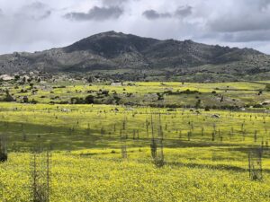 diario de información local