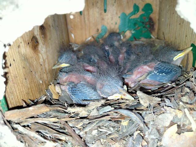 Crías de gorrión molinero - Foto ANAPRI