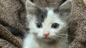 Jornada de Adopción Colmenar, pasarela de